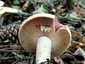Vöröstejű rizike (Lactarius sanguifluus), Budai-hegység